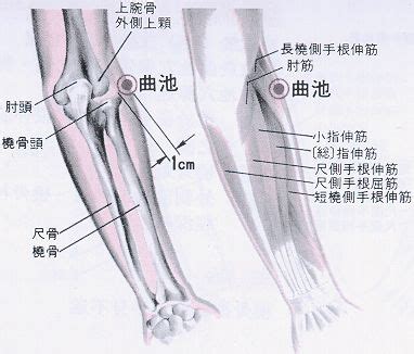 曲尺穴位置|醫砭 » 經穴庫 » 曲池